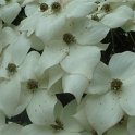 Cornus kousa fleur detail P24